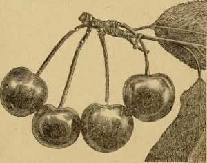 Origins of Fruit Culture