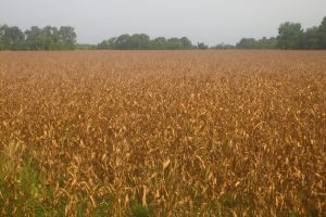 Disadvantages of Mono-Crops and GMOs