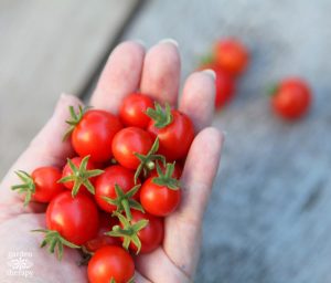 From Vegetables to Fruit