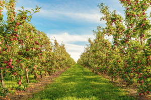 Increasing Fruit Production