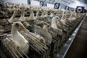 Sabotage the Animal Industry