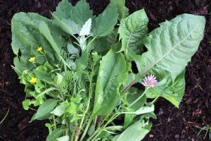 The Magic of Edible Weeds