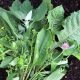 The Magic of Edible Weeds